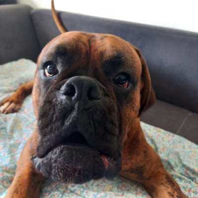 Boxer ???-Beitrag-Bild