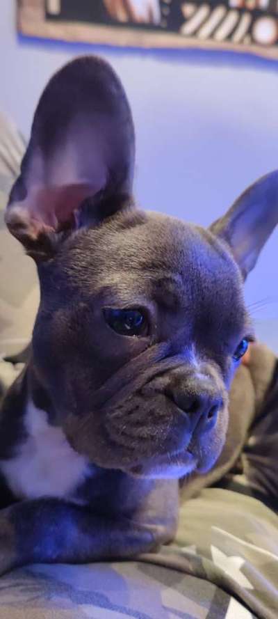 Französische Bulldoggen-Beitrag-Bild