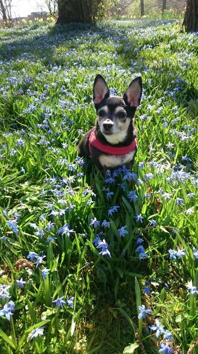 euer ältester Hund ?-Beitrag-Bild