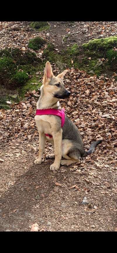 Die Dogorama Kalender Challenge 4/4-Beitrag-Bild