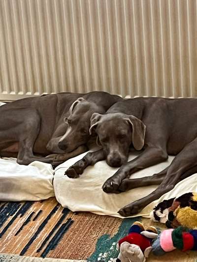 Weimaraner-Beitrag-Bild