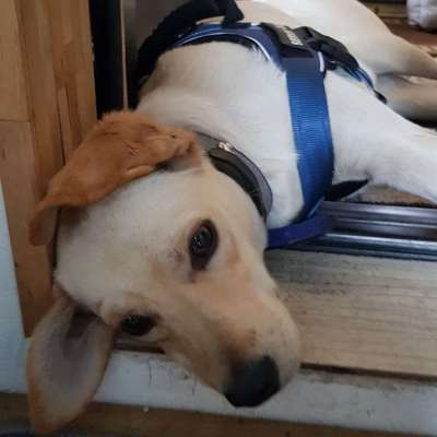 Hundetreffen-Sozialverhalten, Training-Bild