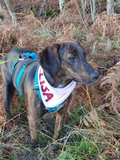 Istrianer Bracke-Beitrag-Bild