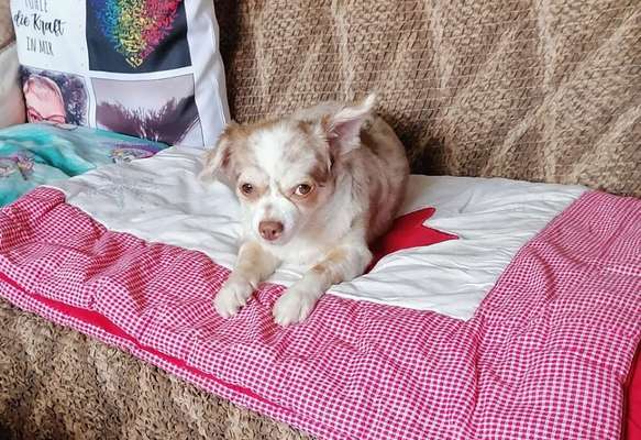 Dogorama Photo Challenge - Details Ganz nah-Beitrag-Bild