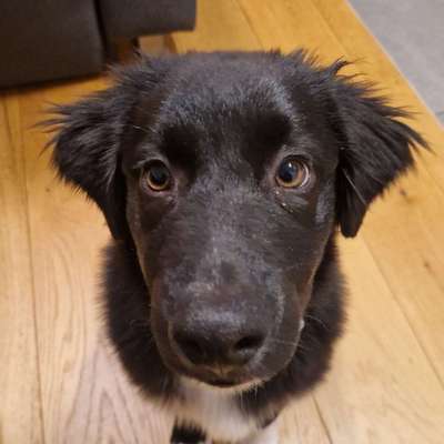 Hundetreffen-Welpentreff (Linz / Wasserwald Nähe)-Bild