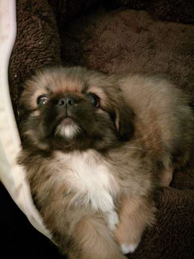 Welpen Bilder !-Beitrag-Bild