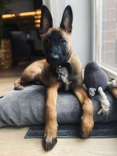 Welpen Bilder !-Beitrag-Bild