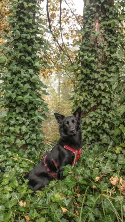 Mudi - Gibt es hier noch weitere ungarische Paprikas?-Beitrag-Bild