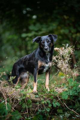 Dogorama Photo Challenge - Hundeblick zum hinschmelzen-Beitrag-Bild