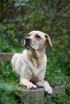 Dogorama Photo Challenge - Hundeblick zum hinschmelzen-Beitrag-Bild