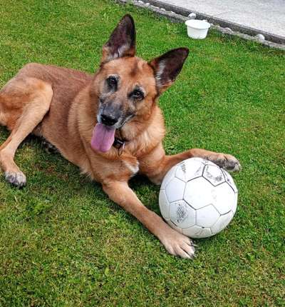 Hundetreffen-Seniorenrunde-Bild