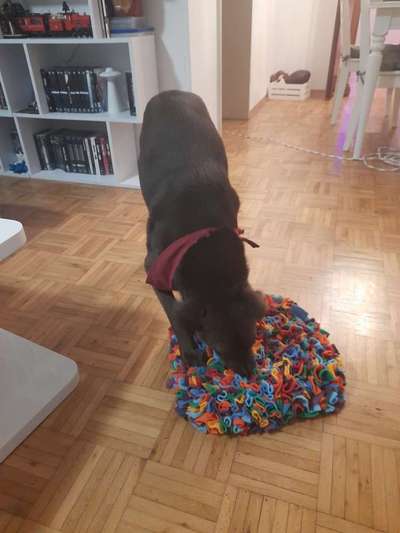 Solide gute Beschäftigungszahl Toys-Beitrag-Bild