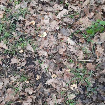 Giftköder-Fleisch mit Rosinen-Bild