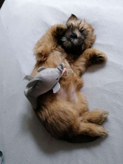 Welpen Bilder !-Beitrag-Bild