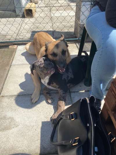 Bester Freund, Hundekumpel - zeigt her!-Beitrag-Bild