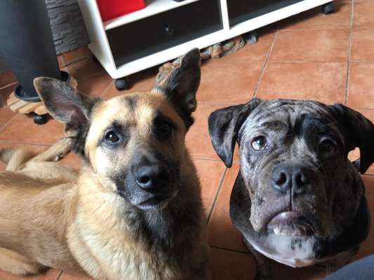 Bester Freund, Hundekumpel - zeigt her!-Beitrag-Bild