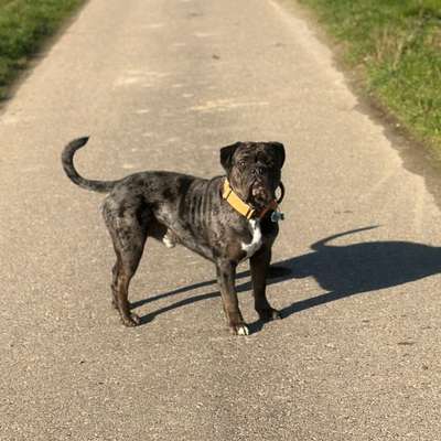 Hundetreffen-Spielkameraden und gassirunden gesucht 😊-Bild