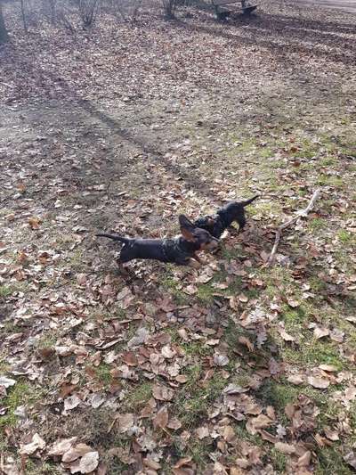 Hundetreffen-Dackeltreffen im Stadtpark-Bild