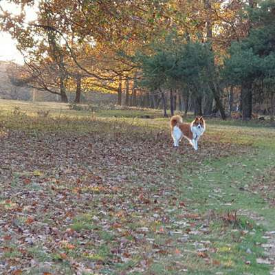 Hundetreffen-Hundetreffen Wochenende Schafenerheide oder nach Absprache-Bild