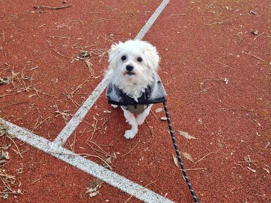Tierschutzhunde suchen ein Zuhause-Beitrag-Bild