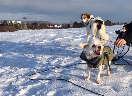Tierschutzhunde suchen ein Zuhause-Beitrag-Bild