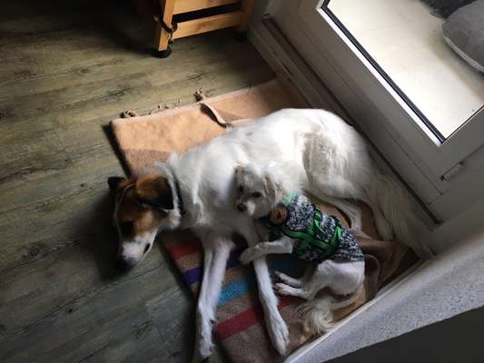 Tierschutzhunde suchen ein Zuhause-Beitrag-Bild