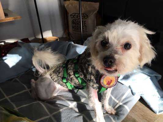 Tierschutzhunde suchen ein Zuhause-Beitrag-Bild