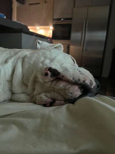 Dogo Argentino Freunde-Beitrag-Bild