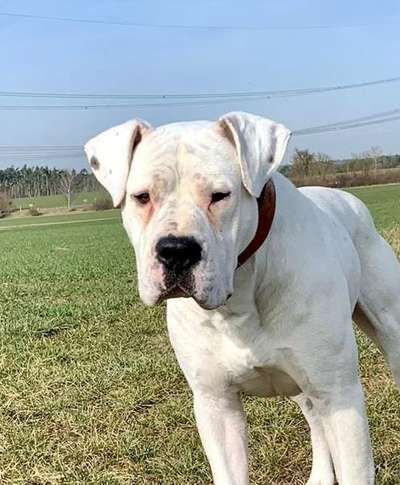Dogo Argentino Freunde-Beitrag-Bild