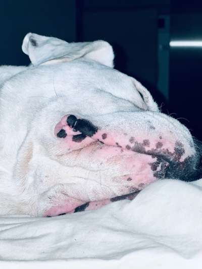 Dogo Argentino Freunde-Beitrag-Bild