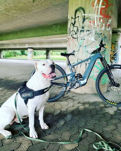 Dogo Argentino Freunde-Beitrag-Bild