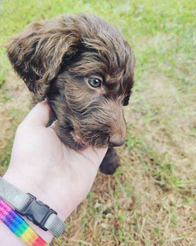 Labradoodle gesucht-Beitrag-Bild