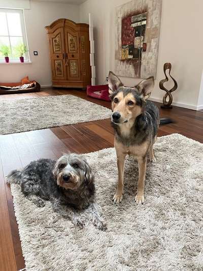 Hundetreffen-Spaziergang mit ängstlichem Hund-Bild