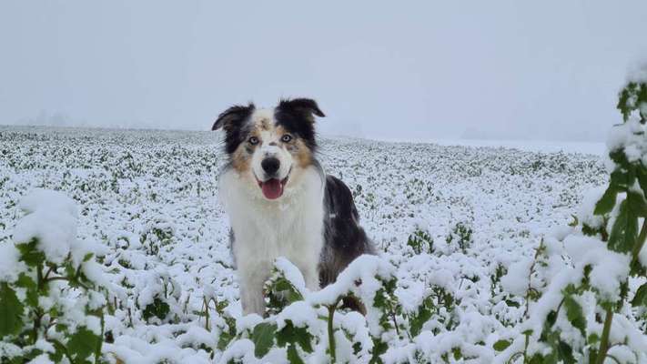 Hundetreffen-Sozial walk-Bild