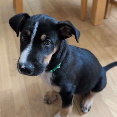 Hundetreffen-Welpen treffen oder auch jung Hunde-Bild