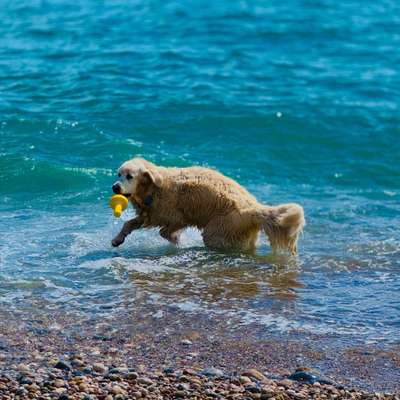 Hundetreffen-Goldies treffen-Bild