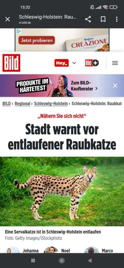 Giftköder-Wildkatze entlaufen-Bild