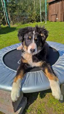 Wurfgeschwister 12.11.2015-Beitrag-Bild