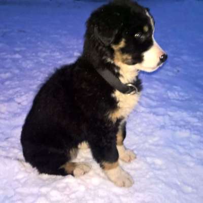 Wurfgeschwister 12.11.2015-Beitrag-Bild