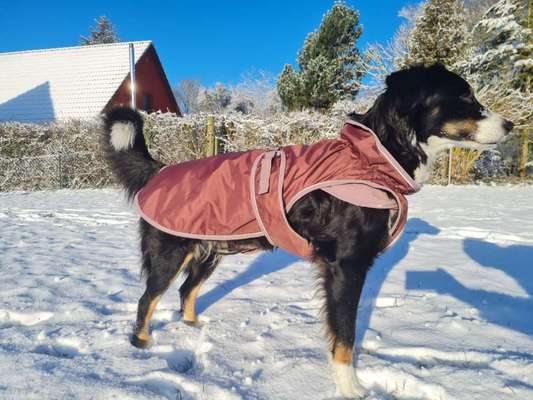 Wurfgeschwister 12.11.2015-Beitrag-Bild