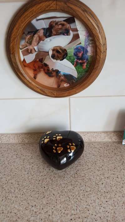 Unsere Fellnasen im Regenbogenland-Beitrag-Bild