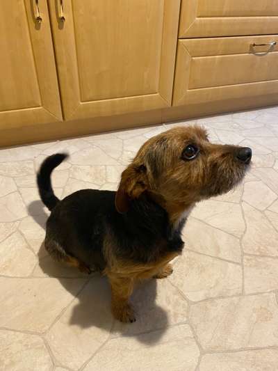 Unsere Fellnasen im Regenbogenland-Beitrag-Bild