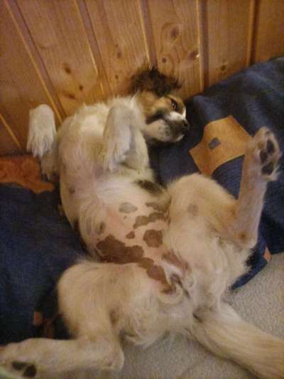 Dogorama Photo Challenge - Zeigt her eure Bäuche-Beitrag-Bild