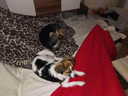 Mischlingshunde Foto Aufruf-Beitrag-Bild