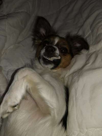 Dogorama Photo Challenge - lustigste Grimasse-Beitrag-Bild