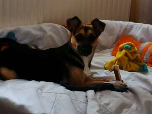 Mischlingshunde Foto Aufruf-Beitrag-Bild