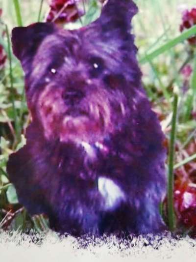 Mischlingshunde Foto Aufruf-Beitrag-Bild