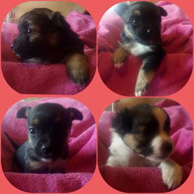 Wie kamst du zu deinem Hund?-Beitrag-Bild