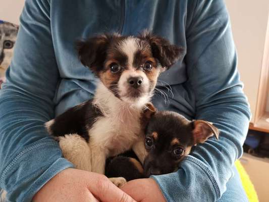 Wie kamst du zu deinem Hund?-Beitrag-Bild