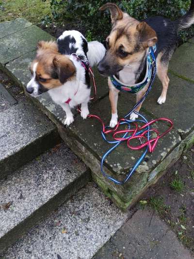 Mischlingshunde Foto Aufruf-Beitrag-Bild